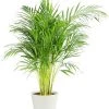 Flowy Plantes D'intérieur Et Fleurs D'intérieur Plante D'intérieur - Palmier Areca De 120cm En Pot Blanc Gris