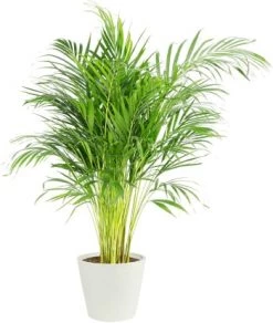 Flowy Plantes D'intérieur Et Fleurs D'intérieur Plante D'intérieur - Palmier Areca En Pot Bleu Gris (120cm) -Parasols Soldes Magasin plante d interieur palmier areca de 120cm en pot blanc gris