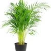 Flowy Plantes D'intérieur Et Fleurs D'intérieur Plante D'intérieur - Palmier Areca De 120cm En Pot Noir