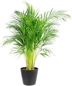 Flowy Plantes D'intérieur Et Fleurs D'intérieur Plante D'intérieur - Palmier Areca De 120cm En Pot Noir