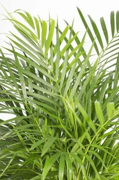 Flowy Plantes D'intérieur Et Fleurs D'intérieur Plante D'intérieur - Palmier Areca De 90 Cm -Parasols Soldes Magasin plante d interieur palmier areca de 90 cm 2