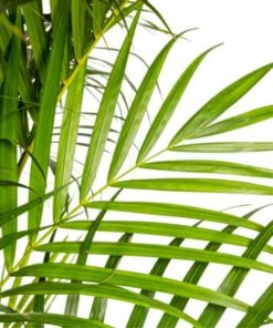 Flowy Plantes D'intérieur Et Fleurs D'intérieur Plante D'intérieur - Palmier Areca De 90 Cm -Parasols Soldes Magasin plante d interieur palmier areca de 90 cm 3