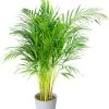 Flowy Plantes D'intérieur Et Fleurs D'intérieur Plante D'intérieur - Palmier Areca De 90 Cm En Pot Blanc Gris 1 Flowy Plantes D'intérieur Et Fleurs D'intérieur Plante D'intérieur - Palmier Areca De 90 Cm En Pot Blanc Gris -Parasols Soldes Magasin plante d interieur palmier areca de 90 cm en pot blanc gris