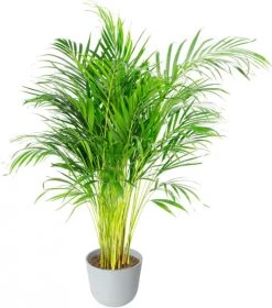 Flowy Plantes D'intérieur Et Fleurs D'intérieur Plante D'intérieur - Palmier Areca De 90 Cm En Pot Blanc Gris