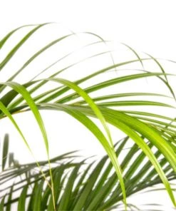 Flowy Plantes D'intérieur Et Fleurs D'intérieur Plante D'intérieur - Palmier Areca De 90 Cm En Pot Bleu Gris -Parasols Soldes Magasin plante d interieur palmier areca de 90 cm en pot bleu gris 2