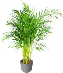 Flowy Plantes D'intérieur Et Fleurs D'intérieur Plante D'intérieur - Palmier Areca De 90 Cm En Pot Bleu Gris