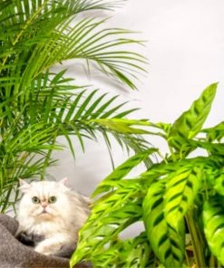 Flowy Plantes D'intérieur Et Fleurs D'intérieur Plante D'intérieur - Palmier Areca De 90 Cm En Pot Bleu Gris -Parasols Soldes Magasin plante d interieur palmier areca de 90 cm en pot bleu gris 3