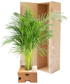 Flowy Plantes D'intérieur Et Fleurs D'intérieur Plante D'intérieur - Palmier Areca De 90 Cm En Pot Bleu Gris -Parasols Soldes Magasin plante d interieur palmier areca de 90 cm en pot bleu gris 4
