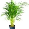 Flowy Plantes D'intérieur Et Fleurs D'intérieur Plante D'intérieur - Palmier Areca De 90 Cm En Pot Bleu Nuit -Parasols Soldes Magasin plante d interieur palmier areca de 90 cm en pot bleu nuit 1