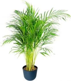 Flowy Plantes D'intérieur Et Fleurs D'intérieur Plante D'intérieur - Palmier Areca De 90 Cm En Pot Noir -Parasols Soldes Magasin plante d interieur palmier areca de 90 cm en pot bleu nuit