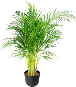 Flowy Plantes D'intérieur Et Fleurs D'intérieur Plante D'intérieur - Palmier Areca De 90 Cm En Pot Noir