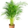 Flowy Plantes D'intérieur Et Fleurs D'intérieur Plante D'intérieur - Palmier Areca De 90 Cm En Pot Terra