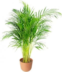 Flowy Plantes D'intérieur Et Fleurs D'intérieur Plante D'intérieur - Palmier Areca De 90 Cm En Pot Terra