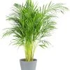 Flowy Plantes D'intérieur Et Fleurs D'intérieur Plante D'intérieur - Palmier Areca En Pot Bleu Gris (120cm) -Parasols Soldes Magasin plante d interieur palmier areca en pot bleu gris 120cm