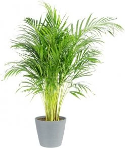 Flowy Plantes D'intérieur Et Fleurs D'intérieur Plante D'intérieur - Palmier Areca En Pot Bleu Gris (120cm)