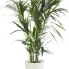 Flowy Plantes D'intérieur Et Fleurs D'intérieur Plante D'intérieur - Palmier Kentia De 120cm En Pot Blanc Gris -Parasols Soldes Magasin plante d interieur palmier kentia de 120cm en pot blanc gris