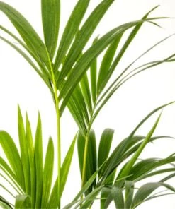 Flowy Plantes D'intérieur Et Fleurs D'intérieur Plante D'intérieur - Palmier Kentia De 120cm En Pot Blanc Gris -Parasols Soldes Magasin plante d interieur palmier kentia de 120cm en pot blanc gris 4