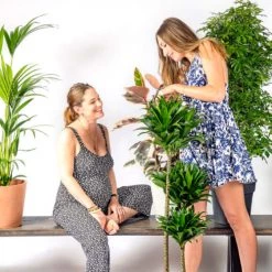 Flowy Plantes D'intérieur Et Fleurs D'intérieur Plante D'intérieur - Palmier Kentia De 120cm En Pot Noir -Parasols Soldes Magasin plante d interieur palmier kentia de 120cm en pot noir 5