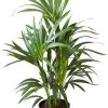 Flowy Plantes D'intérieur Et Fleurs D'intérieur Plante D'intérieur - Palmier Kentia De 90cm En Pot Noir -Parasols Soldes Magasin plante d interieur palmier kentia de 90cm en pot noir