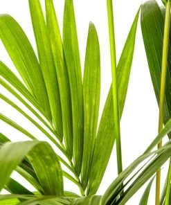 Flowy Plantes D'intérieur Et Fleurs D'intérieur Plante D'intérieur - Palmier Kentia De 90cm En Pot Noir -Parasols Soldes Magasin plante d interieur palmier kentia de 90cm en pot noir 2