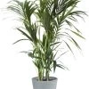 Flowy Plantes D'intérieur Et Fleurs D'intérieur Plante D'intérieur - Palmier Kentia En Pot Bleu Gris (120cm) -Parasols Soldes Magasin plante d interieur palmier kentia en pot bleu gris 120cm