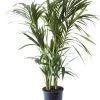 Flowy Plantes D'intérieur Et Fleurs D'intérieur Plante D'intérieur - Palmier Kentia Howea De 120cm -Parasols Soldes Magasin plante d interieur palmier kentia howea de 120cm