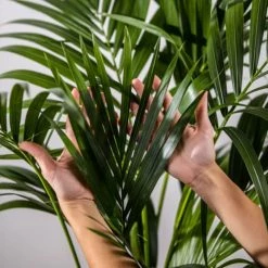 Flowy Plantes D'intérieur Et Fleurs D'intérieur Plante D'intérieur - Palmier Kentia Howea De 90cm -Parasols Soldes Magasin plante d interieur palmier kentia howea de 90cm 3