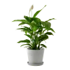 Flowy Plantes D'intérieur Et Fleurs D'intérieur Plante D'intérieur - Spathiphyllum 100 Cm En Pot Blanc Gris 1 Flowy Plantes D'intérieur Et Fleurs D'intérieur Plante D'intérieur - Spathiphyllum 100 Cm En Pot Blanc Gris -Parasols Soldes Magasin plante d interieur spathiphyllum 100 cm en pot blanc gris