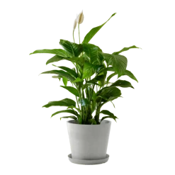 Flowy Plantes D'intérieur Et Fleurs D'intérieur Plante D'intérieur - Spathiphyllum 100 Cm En Pot Blanc Gris
