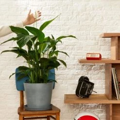 Flowy Plantes D'intérieur Et Fleurs D'intérieur Plante D'intérieur - Spathiphyllum 100 Cm En Pot Noir -Parasols Soldes Magasin plante d interieur spathiphyllum 100 cm en pot noir 1