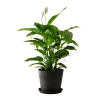 Flowy Plantes D'intérieur Et Fleurs D'intérieur Plante D'intérieur - Spathiphyllum 100 Cm En Pot Noir -Parasols Soldes Magasin plante d interieur spathiphyllum 100 cm en pot noir