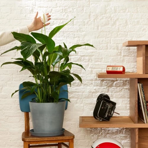 Flowy Plantes D'intérieur Et Fleurs D'intérieur Plante D'intérieur - Spathiphyllum 100 Cm En Pot Terra 5 Flowy Plantes D'intérieur Et Fleurs D'intérieur Plante D'intérieur - Spathiphyllum 100 Cm En Pot Terra – Image 3