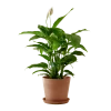 Flowy Plantes D'intérieur Et Fleurs D'intérieur Plante D'intérieur - Spathiphyllum 100 Cm En Pot Terra