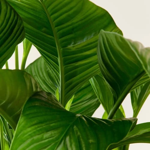 Flowy Plantes D'intérieur Et Fleurs D'intérieur Plante D'intérieur - Spathiphyllum 100 Cm En Pot Terra 7 Flowy Plantes D'intérieur Et Fleurs D'intérieur Plante D'intérieur - Spathiphyllum 100 Cm En Pot Terra – Image 5