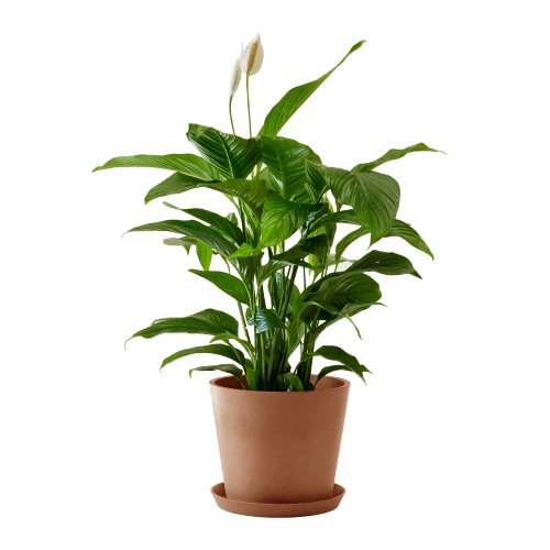 Flowy Plantes D'intérieur Et Fleurs D'intérieur Plante D'intérieur - Spathiphyllum 100 Cm En Pot Terra 3 Flowy Plantes D'intérieur Et Fleurs D'intérieur Plante D'intérieur - Spathiphyllum 100 Cm En Pot Terra