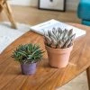 Réconciliation Végétale Plantes D'intérieur Et Fleurs D'intérieur Plante D'intérieur Succulente Facile D'entretien - Lot De 2 -Parasols Soldes Magasin plante d interieur succulente facile d entretien lot de 2