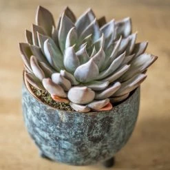 Réconciliation Végétale Plantes D'intérieur Et Fleurs D'intérieur Plante D'intérieur Succulente Facile D'entretien - Lot De 2 -Parasols Soldes Magasin plante d interieur succulente facile d entretien lot de 2 2