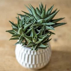 Réconciliation Végétale Plantes D'intérieur Et Fleurs D'intérieur Plante D'intérieur Succulente Facile D'entretien - Lot De 2 -Parasols Soldes Magasin plante d interieur succulente facile d entretien lot de 2 3