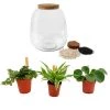 Flowy Plantes D'intérieur Et Fleurs D'intérieur Plante D'intérieur - Terrarium De 3 Plantes -Parasols Soldes Magasin plante d interieur terrarium de 3 plantes