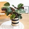 Réconciliation Végétale Plantes D'intérieur Et Fleurs D'intérieur Plante D'intérieur Tropicale Calathea Avec Cache-pot -Parasols Soldes Magasin plante d interieur tropicale calathea avec cache pot