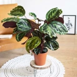 Réconciliation Végétale Plantes D'intérieur Et Fleurs D'intérieur Plante D'intérieur Tropicale Calathea Avec Cache-pot -Parasols Soldes Magasin plante d interieur tropicale calathea sans cache pot