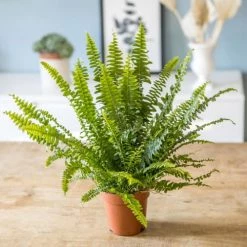 Réconciliation Végétale Plantes D'intérieur Et Fleurs D'intérieur Plante Dépolluante Fougère De Boston Avec Cache-pot -Parasols Soldes Magasin plante depolluante fougere de boston avec cache pot 1
