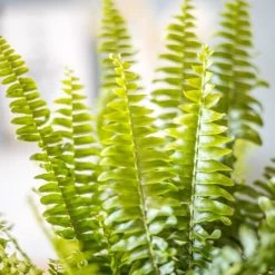 Réconciliation Végétale Plantes D'intérieur Et Fleurs D'intérieur Plante Dépolluante Fougère De Boston Avec Cache-pot -Parasols Soldes Magasin plante depolluante fougere de boston avec cache pot 2