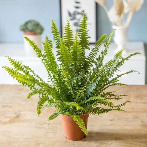 Réconciliation Végétale Plantes D'intérieur Et Fleurs D'intérieur Plante Dépolluante Fougère De Boston Sans Cache-pot 3 Réconciliation Végétale Plantes D'intérieur Et Fleurs D'intérieur Plante Dépolluante Fougère De Boston Sans Cache-pot