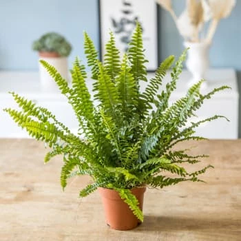 Réconciliation Végétale Plantes D'intérieur Et Fleurs D'intérieur Plante Dépolluante Fougère De Boston Sans Cache-pot 7 Réconciliation Végétale Plantes D'intérieur Et Fleurs D'intérieur Plante Dépolluante Fougère De Boston Sans Cache-pot – Image 5