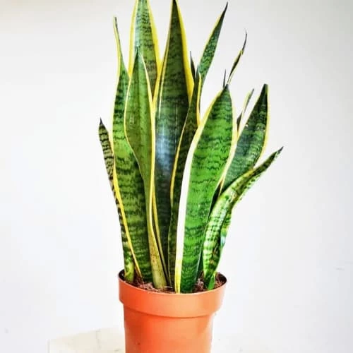 Réconciliation Végétale Plantes D'intérieur Et Fleurs D'intérieur Plante Dépolluante Sans Cache-pot 4 Réconciliation Végétale Plantes D'intérieur Et Fleurs D'intérieur Plante Dépolluante Sans Cache-pot – Image 2