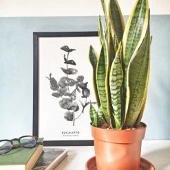 Réconciliation Végétale Plantes D'intérieur Et Fleurs D'intérieur Plante Dépolluante Sans Cache-pot 8 Réconciliation Végétale Plantes D'intérieur Et Fleurs D'intérieur Plante Dépolluante Sans Cache-pot -Parasols Soldes Magasin plante depolluante sans cache pot 2