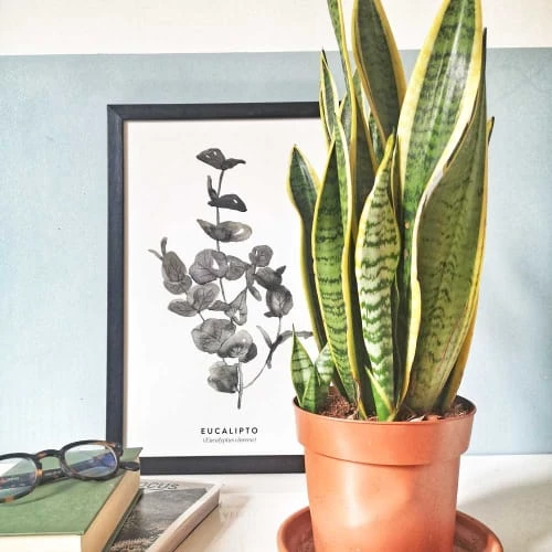 Réconciliation Végétale Plantes D'intérieur Et Fleurs D'intérieur Plante Dépolluante Sans Cache-pot 5 Réconciliation Végétale Plantes D'intérieur Et Fleurs D'intérieur Plante Dépolluante Sans Cache-pot – Image 3