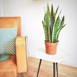 Réconciliation Végétale Plantes D'intérieur Et Fleurs D'intérieur Plante Dépolluante Sans Cache-pot