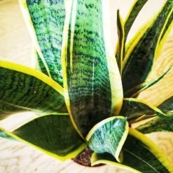 Réconciliation Végétale Plantes D'intérieur Et Fleurs D'intérieur Plante Dépolluante Sans Cache-pot 9 Réconciliation Végétale Plantes D'intérieur Et Fleurs D'intérieur Plante Dépolluante Sans Cache-pot -Parasols Soldes Magasin plante depolluante sans cache pot 3